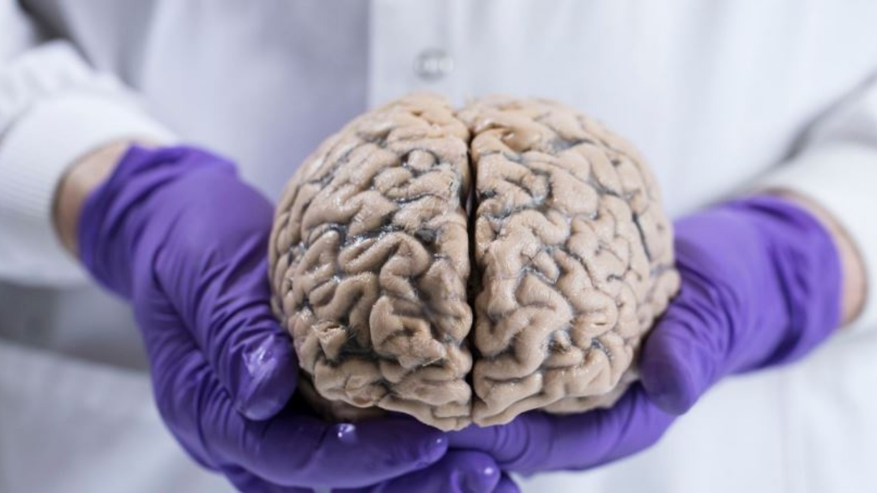 Studim i ri/ Kujtimet më të hershme ndoshta janë ende të ruajtura në trurin tonë!