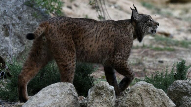 Rrëqebulli pireneas nuk është më një specie e rrezikuar