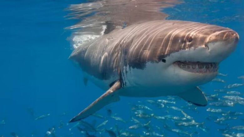 Në Brazil, peshkaqenët u testuan për kokainë – të gjithë dolën pozitivë