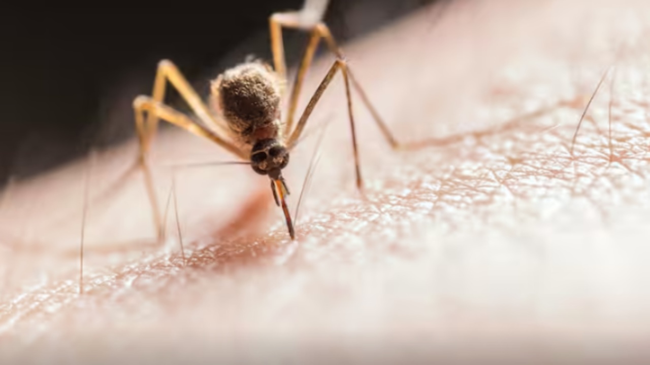 Ngjyra, aroma, djersa apo gjaku? Çfarë i bën mushkonjat të pickojnë njerëzit