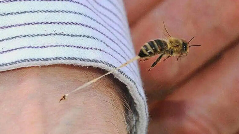 Nëse ju pickon një bletë ose ndonjë insekt, shpëtimtare janë këshillat e një bletërritësi me përvojë