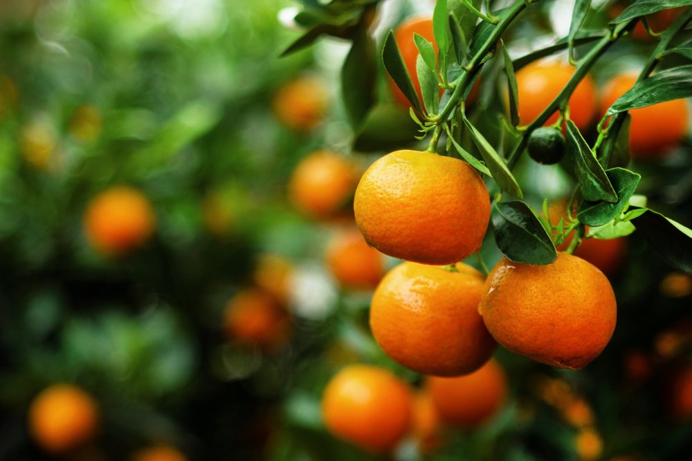 Tjetër rast me pesticide të rrezikshme në mandarinat nga Shqipëria, Kroacia bllokon ngarkesën në kufij