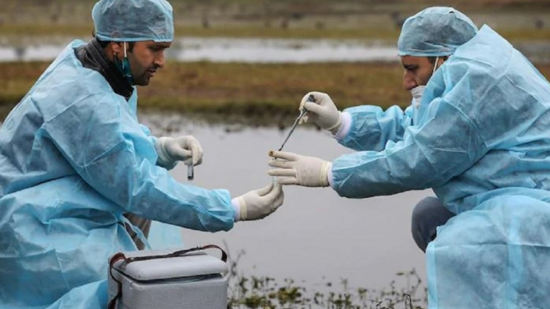Situata e gripit të shpendëve në Shqipëri, Ministria e Bujqësisë mesazh për fermerët e qytetarët