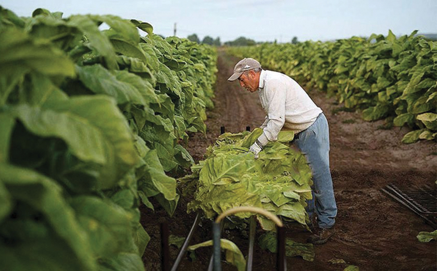 Nga 15 nëntori fillon blerja e duhanit dhe zgjat deri më 28 shkurt