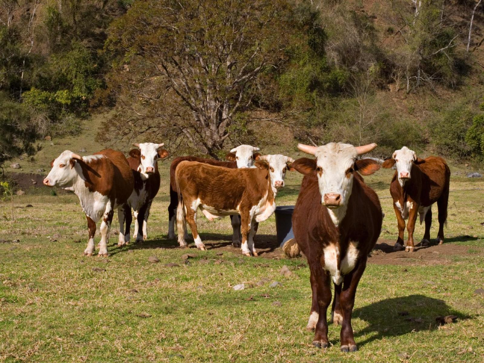Kriza e thellë në blegtori: Mbyllen ferma, shiten bagëtitë, subvencionet për qumësht mungojnë prej muajsh