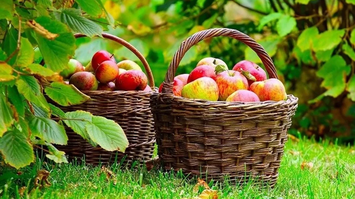 MBPEU: Është realizuar pagesa për 9.567 kultivues të pemëve