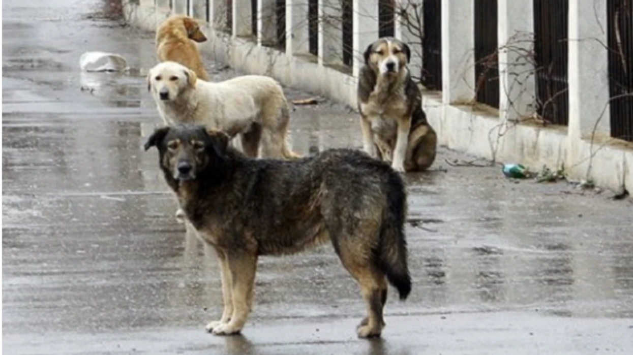 "Qyteti i Gjelbër Njerëzor": "Safe City" të na ndihmojë në gjetjen e  personave që sjellin qentë endacakë nga qytetet e tjera në Shkup