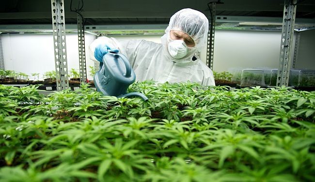 Firmat e marihuanës nën goditje totale, 100 tonë në horizont
